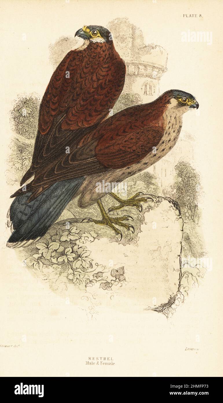 Kestrel, male and female, Falco tinnunculus, in front of a ruined castle tower. Handcoloured steel engraving by Lizars after an illustration by James Stewart from J.M. Bechstein’s Cage and Chamber-Birds, George Bell, Covent Garden, London, 1889. Stock Photo