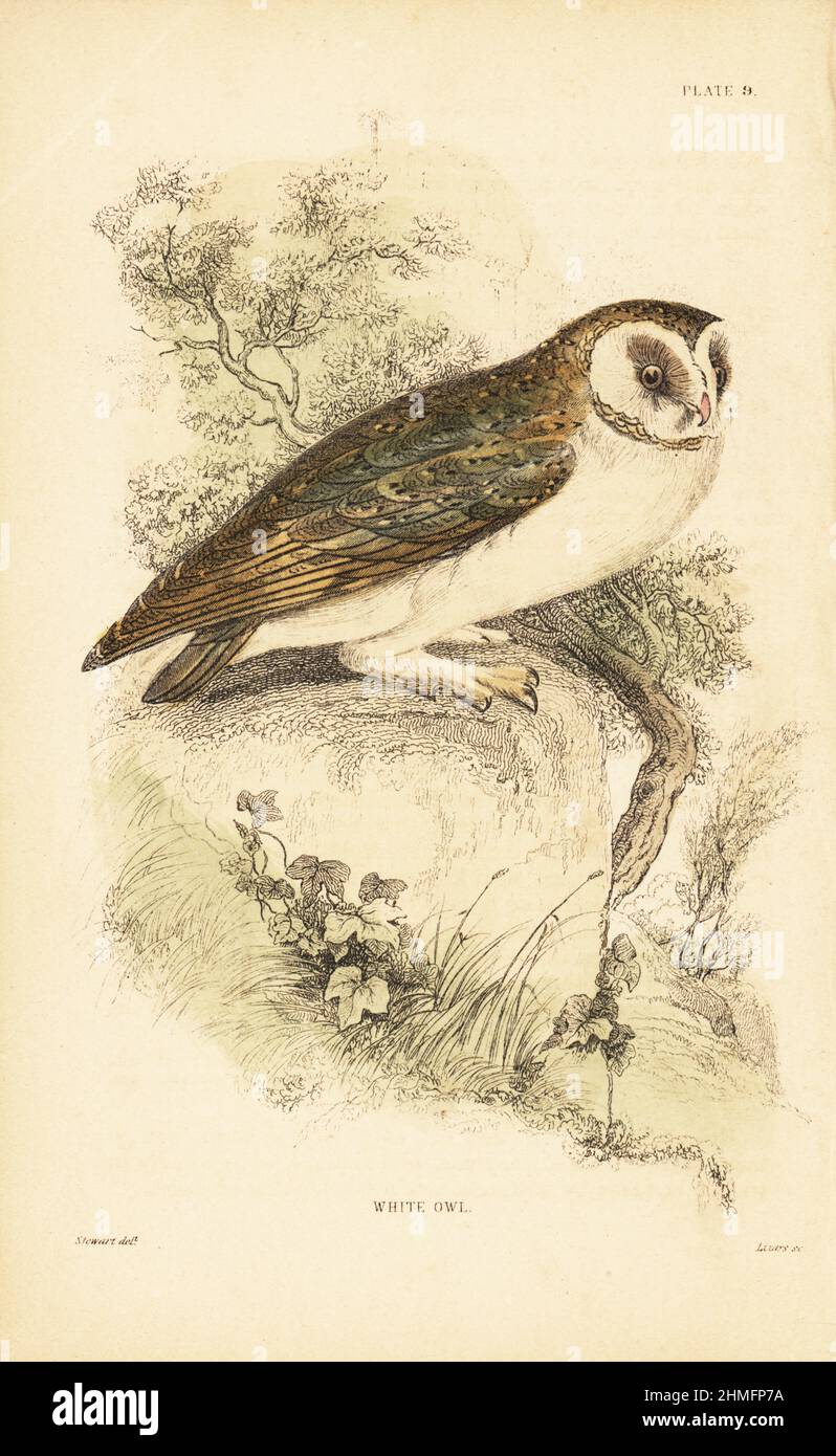 White owl or barn owl, Tyto alba, Strix flammea, perched on a rock. Handcoloured steel engraving by Lizars after an illustration by James Stewart from J.M. Bechstein’s Cage and Chamber-Birds, George Bell, Covent Garden, London, 1889. Stock Photo