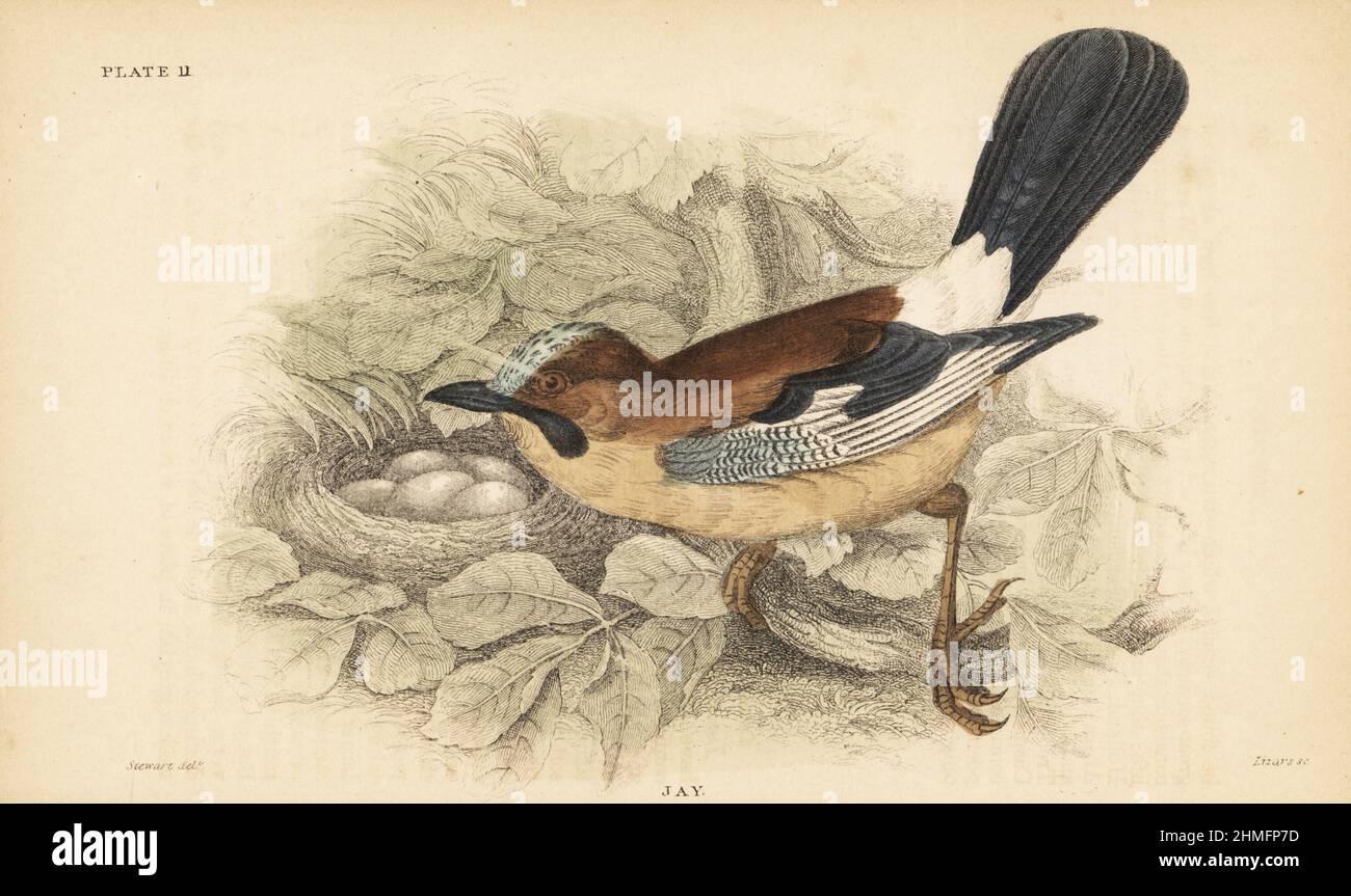 Eurasian jay, Garrulus glandarius, with nest and eggs. Handcoloured steel engraving by Lizars after an illustration by James Stewart from J.M. Bechstein’s Cage and Chamber-Birds, George Bell, Covent Garden, London, 1889. Stock Photo