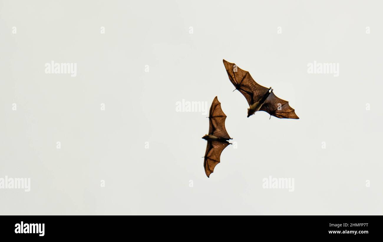 Bats in sri lanka Stock Photo Alamy