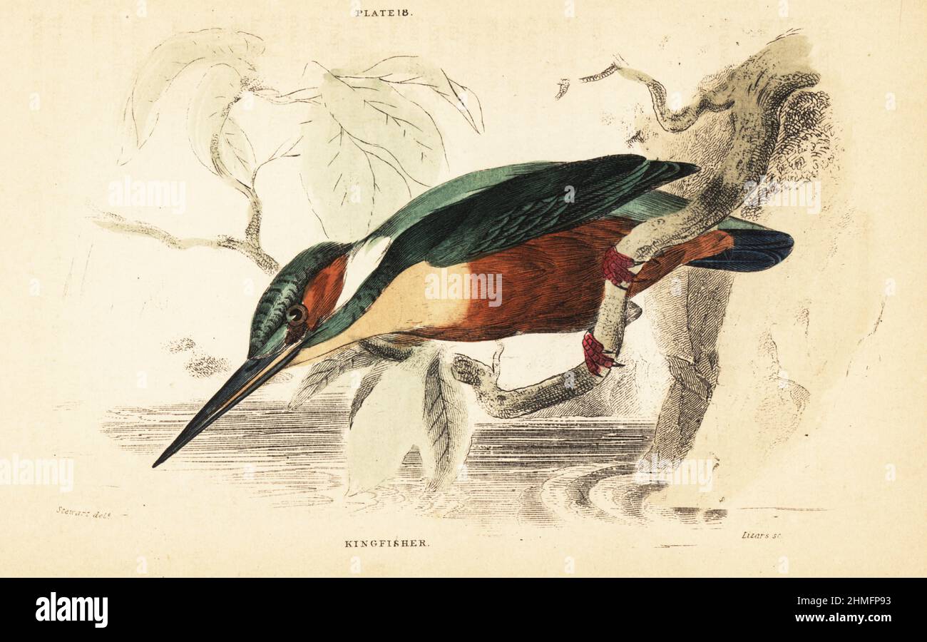 Common kingfisher, Alcedo atthis, on a branch over a river. Handcoloured steel engraving by Lizars after an illustration by James Stewart from J.M. Bechstein’s Cage and Chamber-Birds, George Bell, Covent Garden, London, 1889. Stock Photo