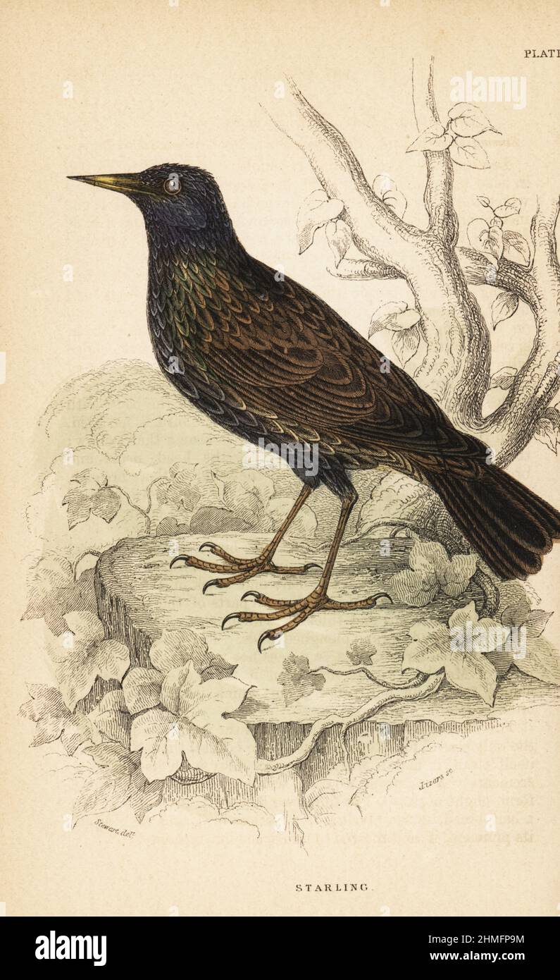 European starling, Sturnus vulgaris. Handcoloured steel engraving by Lizars after an illustration by James Stewart from J.M. Bechstein’s Cage and Chamber-Birds, George Bell, Covent Garden, London, 1889. Stock Photo