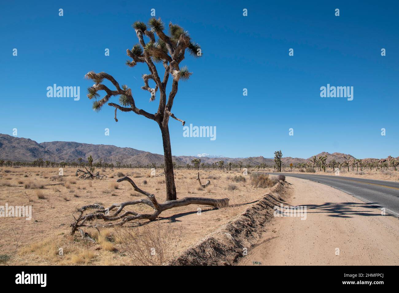 Joshua Tree National Park is home to stunning landscapes filled with