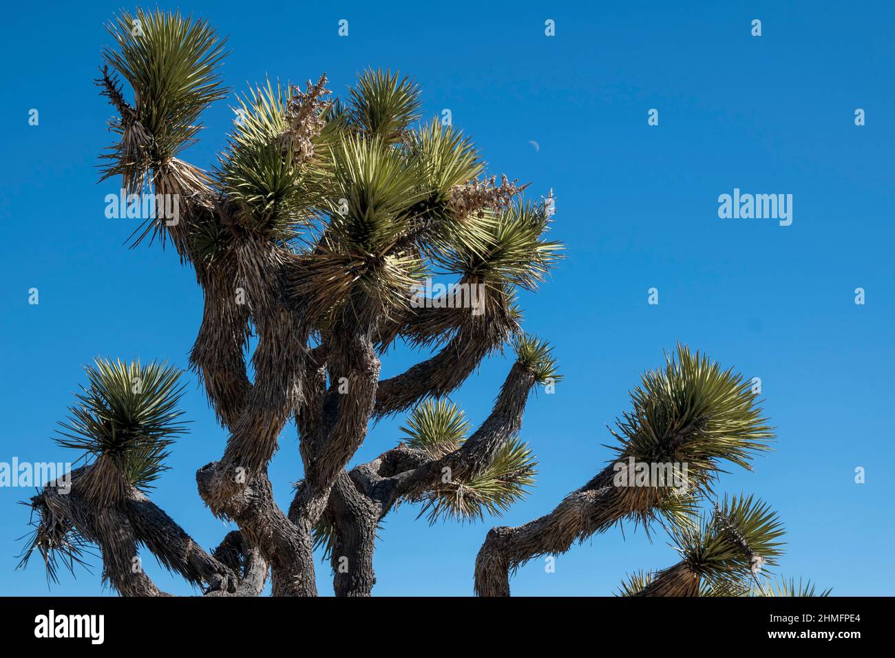 Joshua Tree National Park is home to stunning landscapes filled with