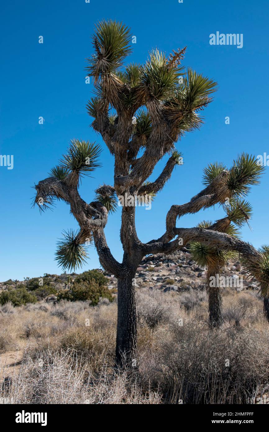 Joshua Tree National Park is home to stunning landscapes filled with