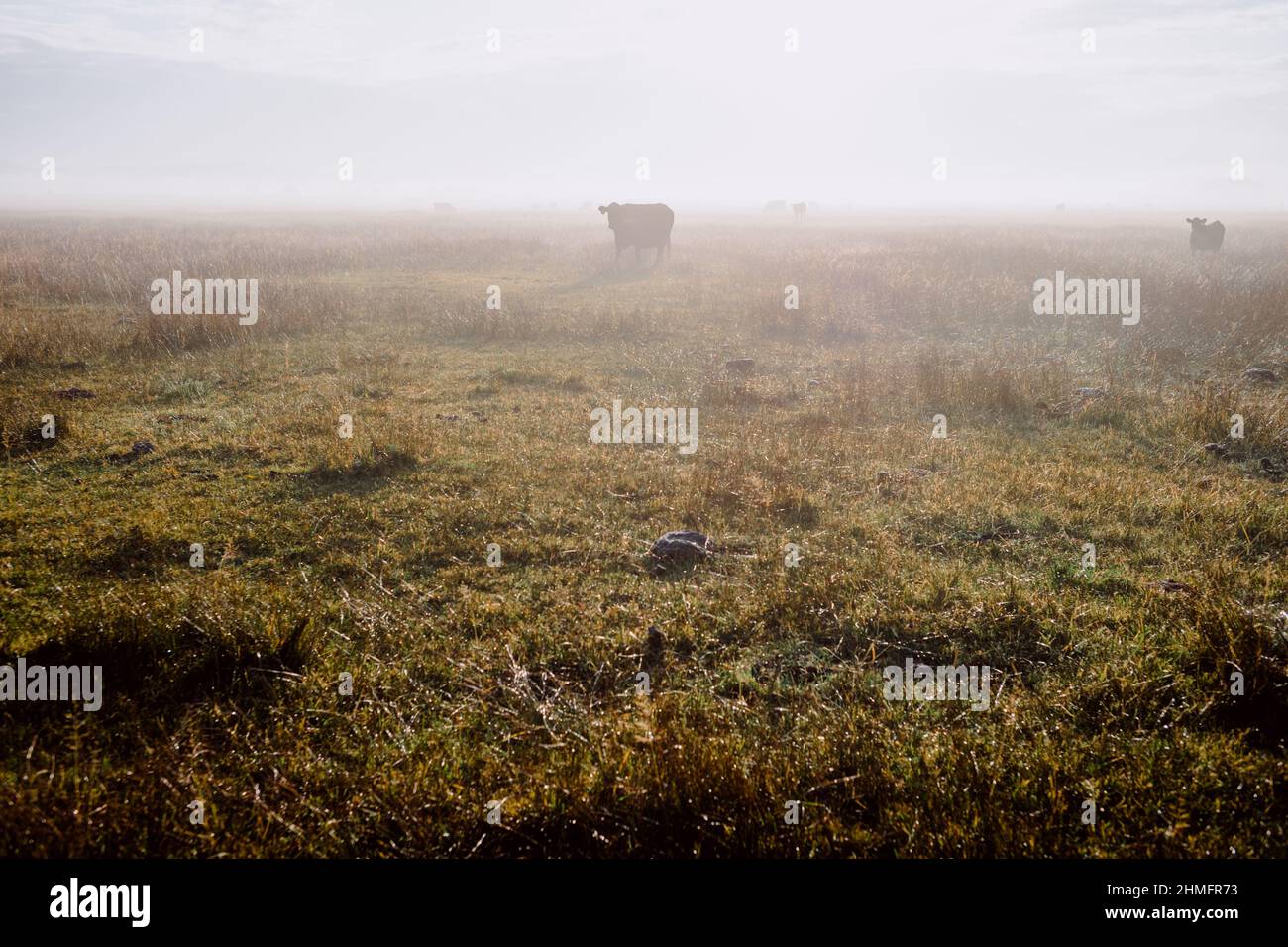 Lone dairy cow grazing hi-res stock photography and images - Alamy