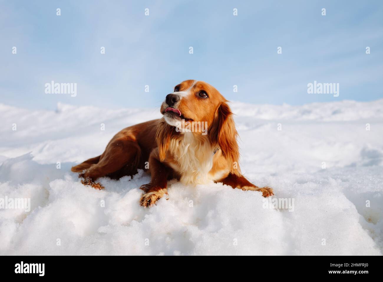 Purebred beautiful English Cocker Spaniel with tongue out  laying down on a field covered in snow. Stock Photo
