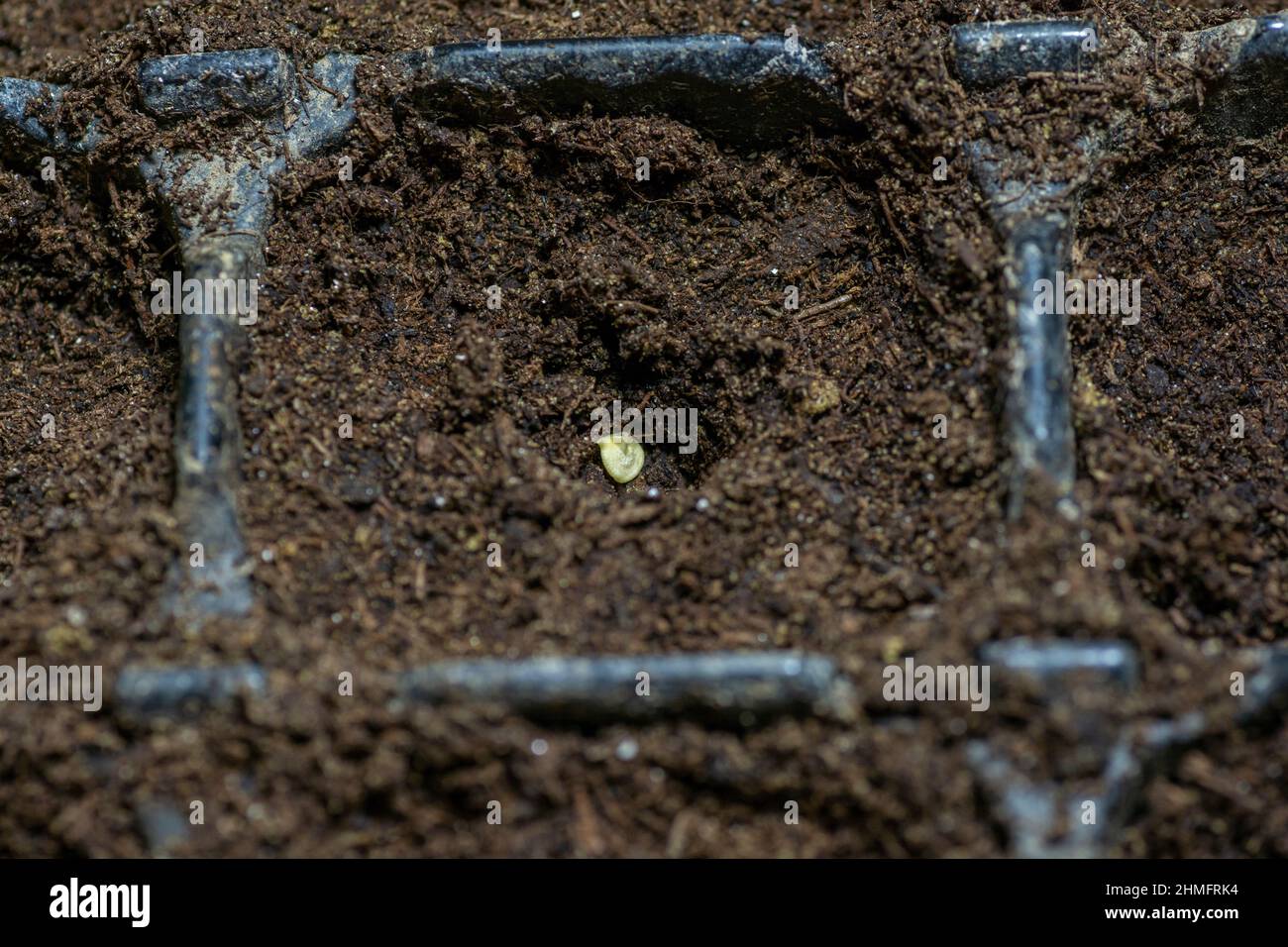 Single bell pepper seed ( Capsicum annuum) in the soil. Sweet pepper