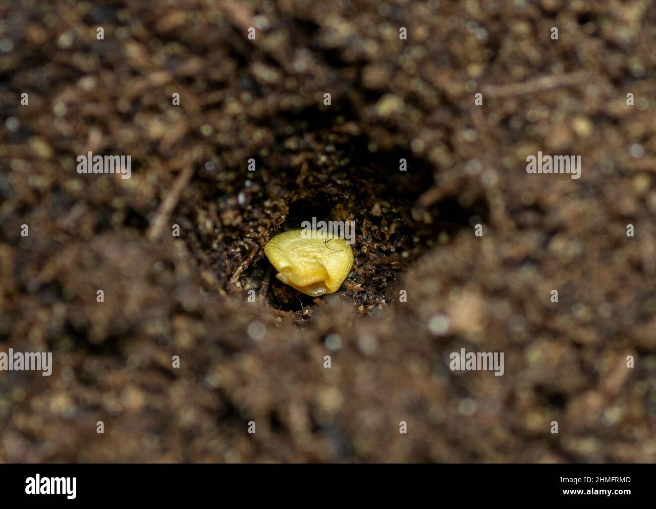 Single bell pepper seed ( Capsicum annuum) in the soil. Sweet pepper