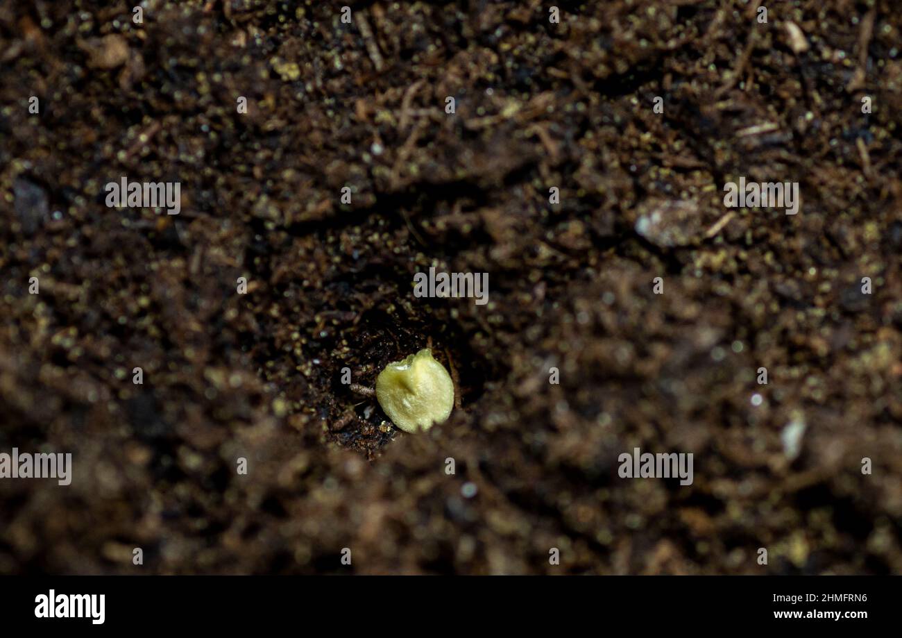 Single bell pepper seed ( Capsicum annuum) in the soil. Sweet pepper