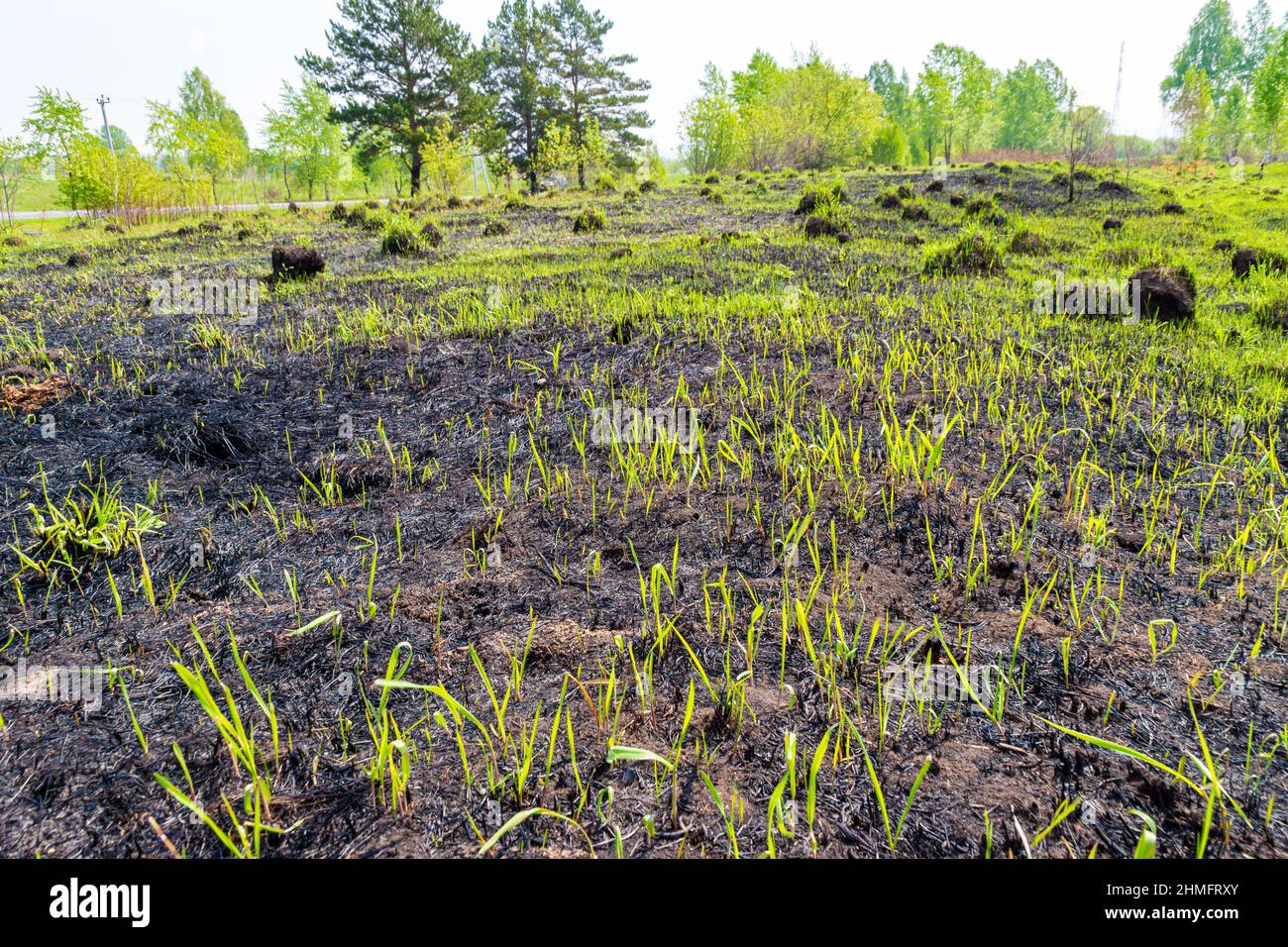 regenerating vegetation cover after a fire that destroyed small vegetation and insects and microorganisms in the upper soil layer, selective focus Stock Photo