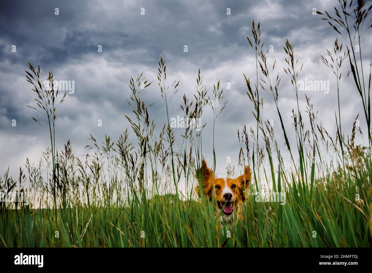 Happy cocker spaniel jumping through tall grass field Stock Photo