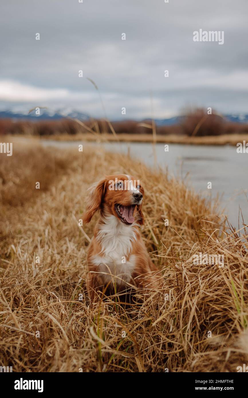 Cocker Spaniel sitting next to a river, rural landscape Stock Photo