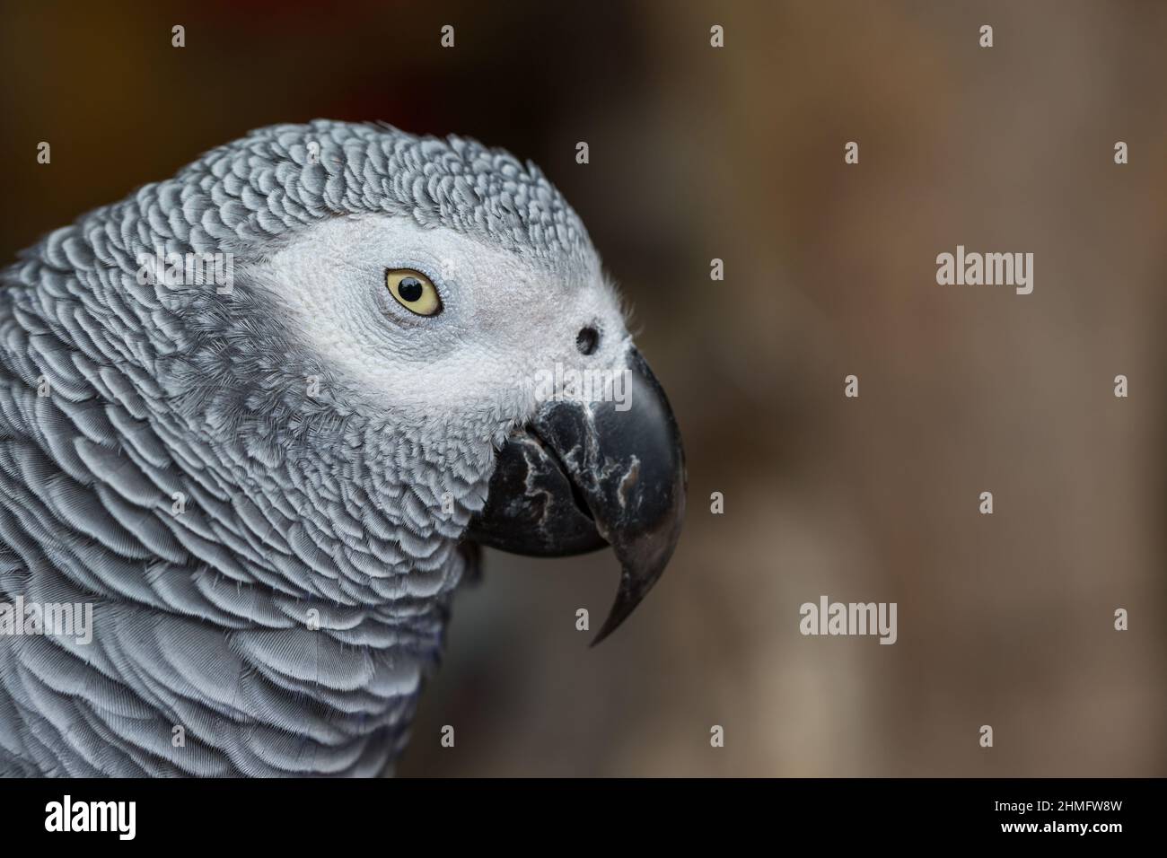 Close up of African Gray Parrot with brown background Stock Photo