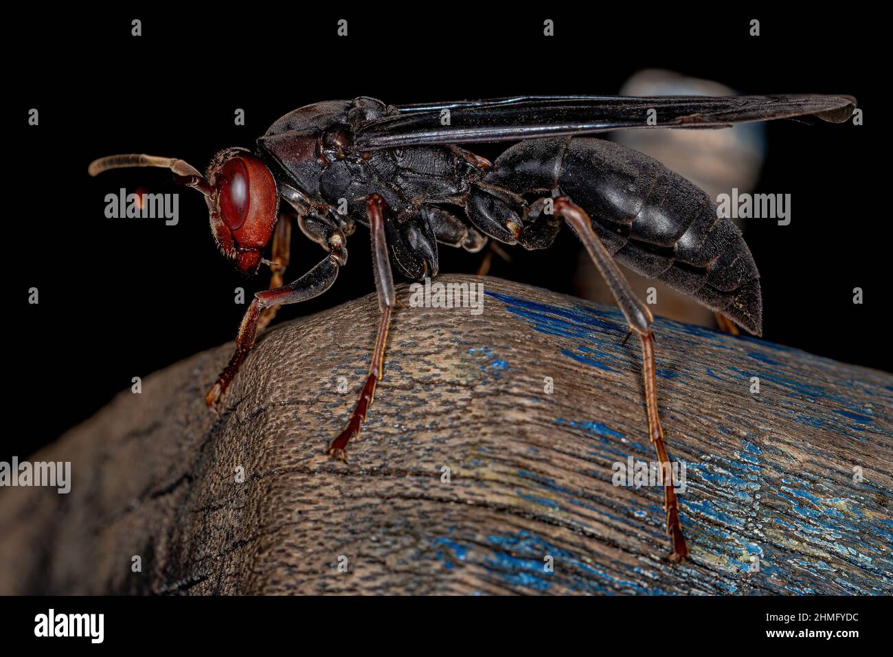 Adult Umbrella Paper Wasp of the Genus Polistes Stock Photo