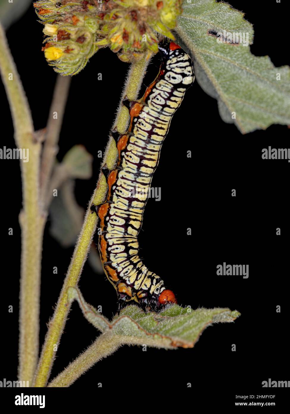 Hieroglyphic Moth Caterpillar of the species Diphthera festiva Stock Photo