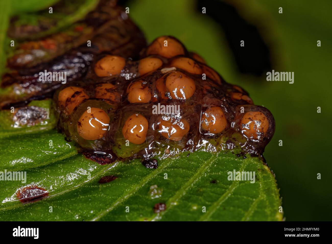 small yellow eggs on a leaf in macro view Stock Photo - Alamy