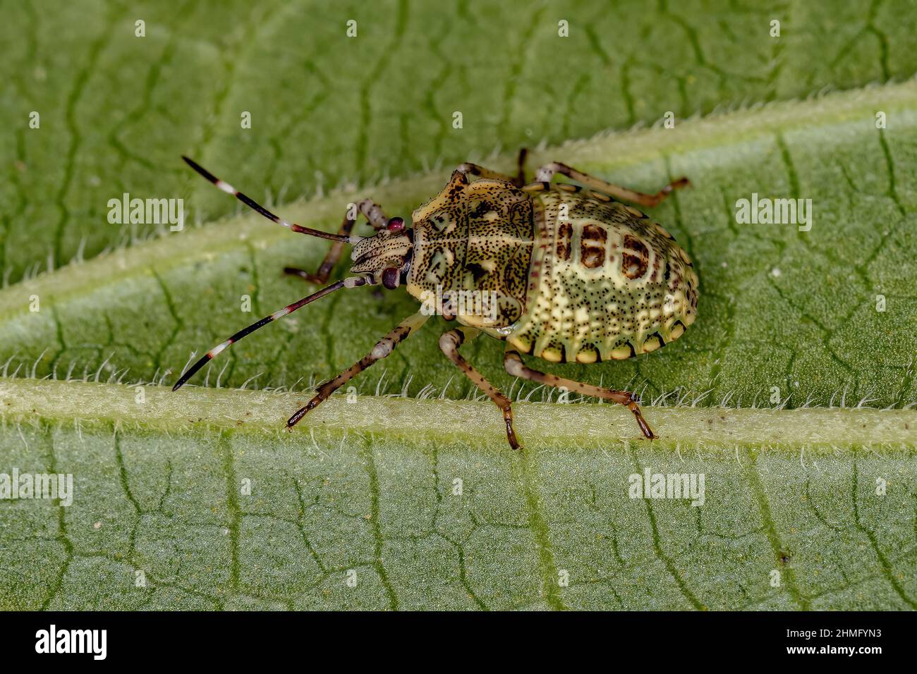 Stink bug Nymph of the species Sibaria armata Stock Photo Alamy