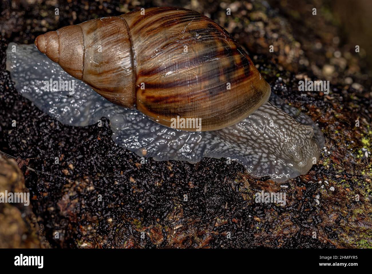 Small Helicinan Snail of the Superfamily Orthalicoidea Stock Photo