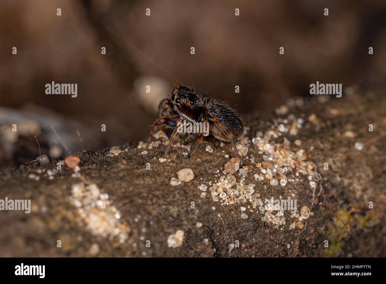 Small Black Jumping Spider of the Subfamily salticinae Stock Photo Alamy