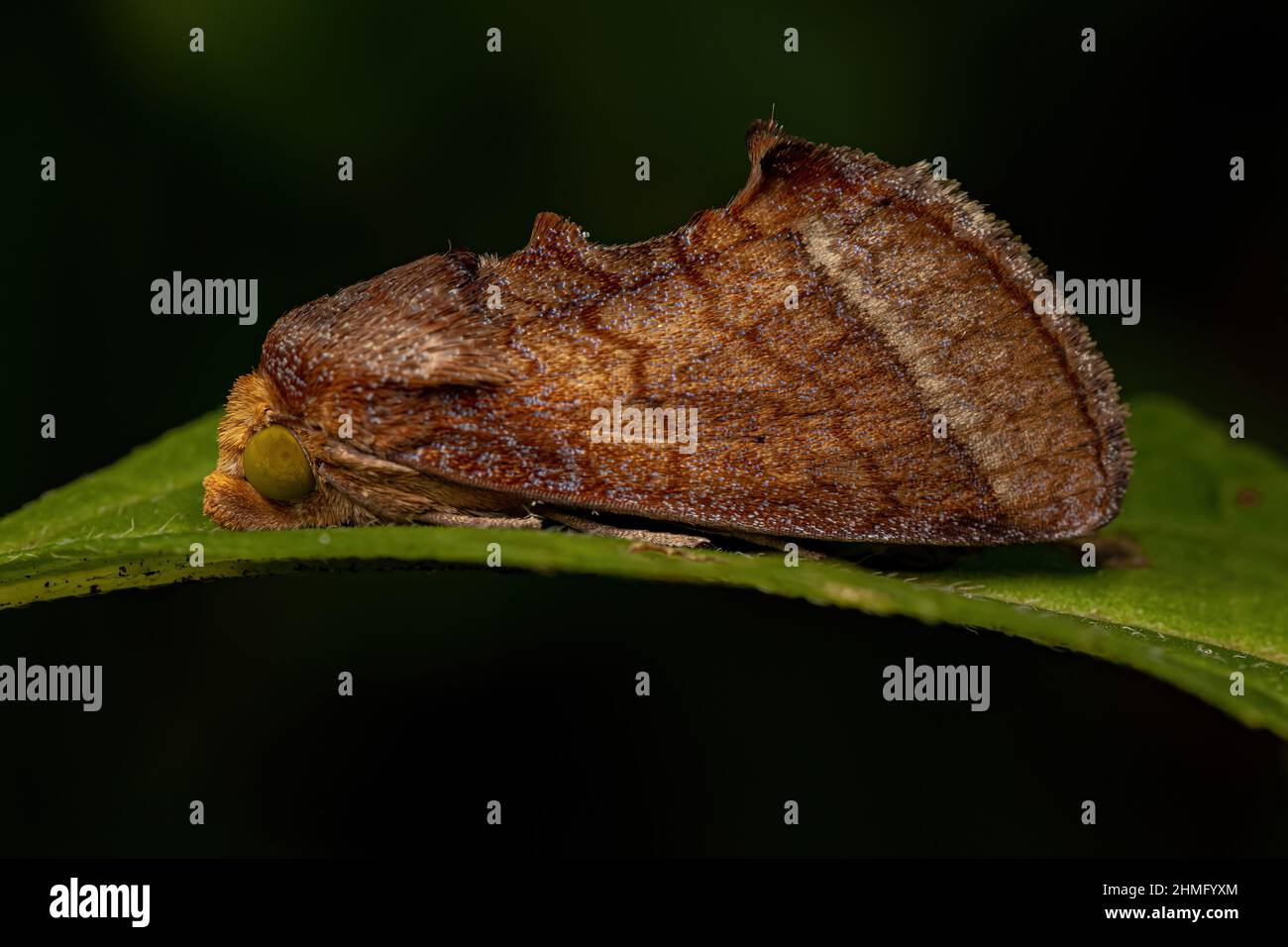 Adult Fruit-piercing Moth of the Subfamily Calpinae Stock Photo