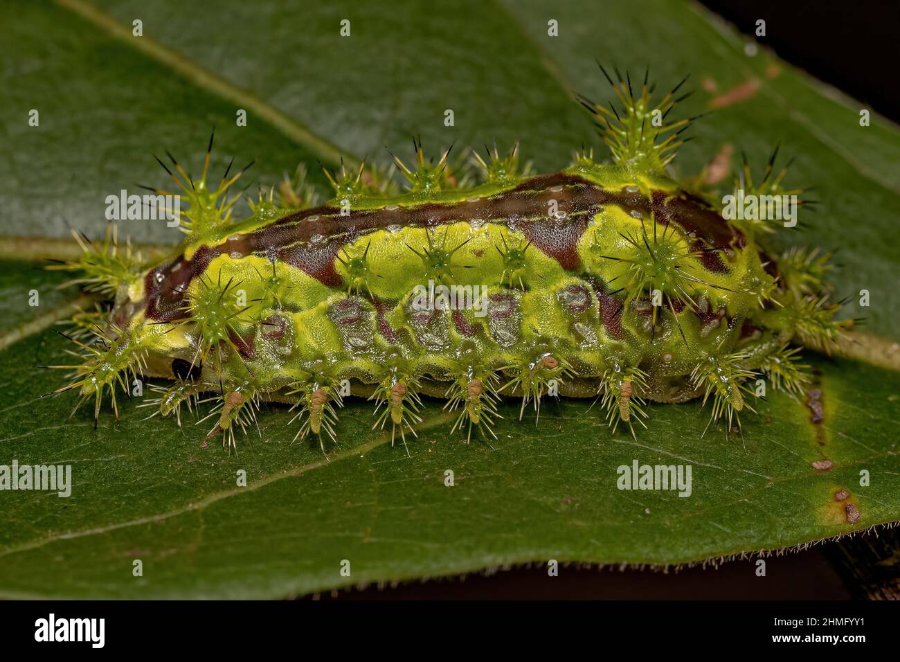 Euclea Slug Moth Caterpillar of the Genus Euclea Stock Photo
