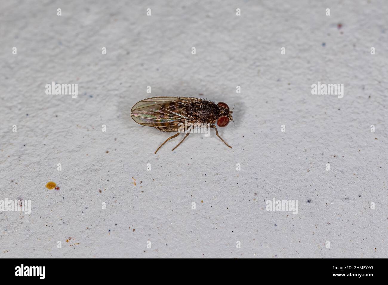 Adult Small Fruit Fly of the Genus Drosophila Stock Photo Alamy