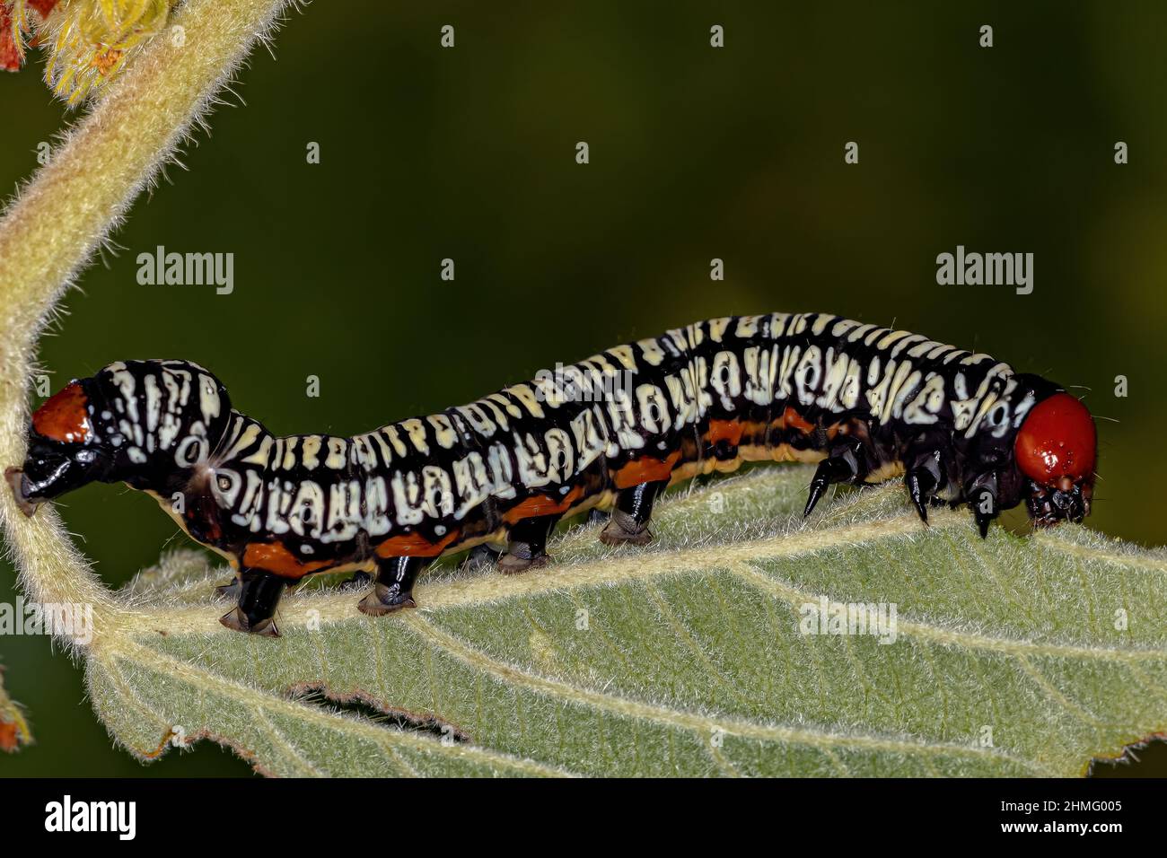 Hieroglyphic Moth Caterpillar of the species Diphthera festiva Stock Photo
