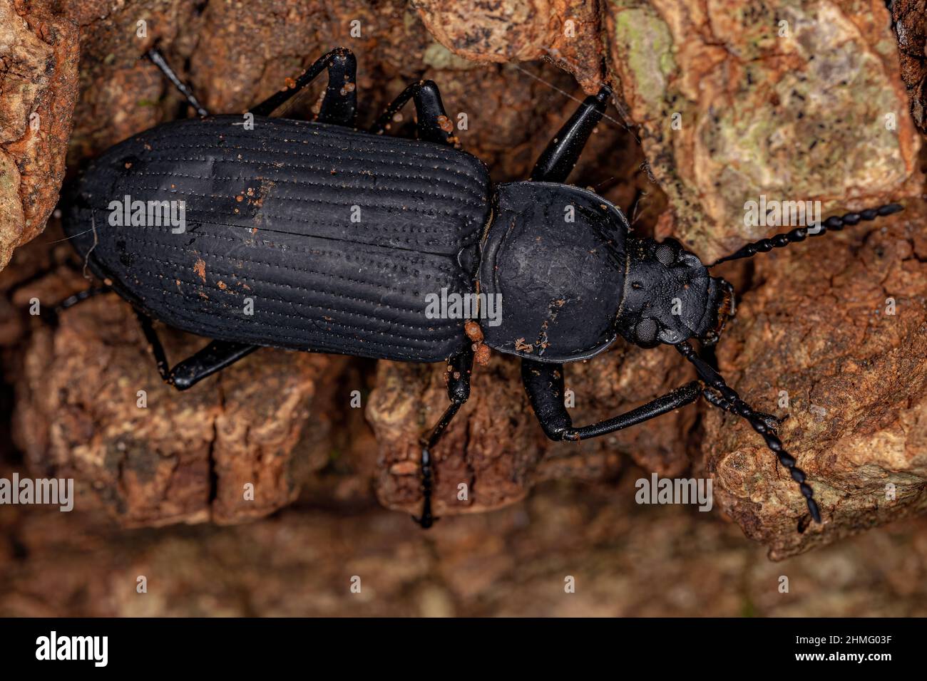 Darkling beetle genus hi-res stock photography and images - Alamy