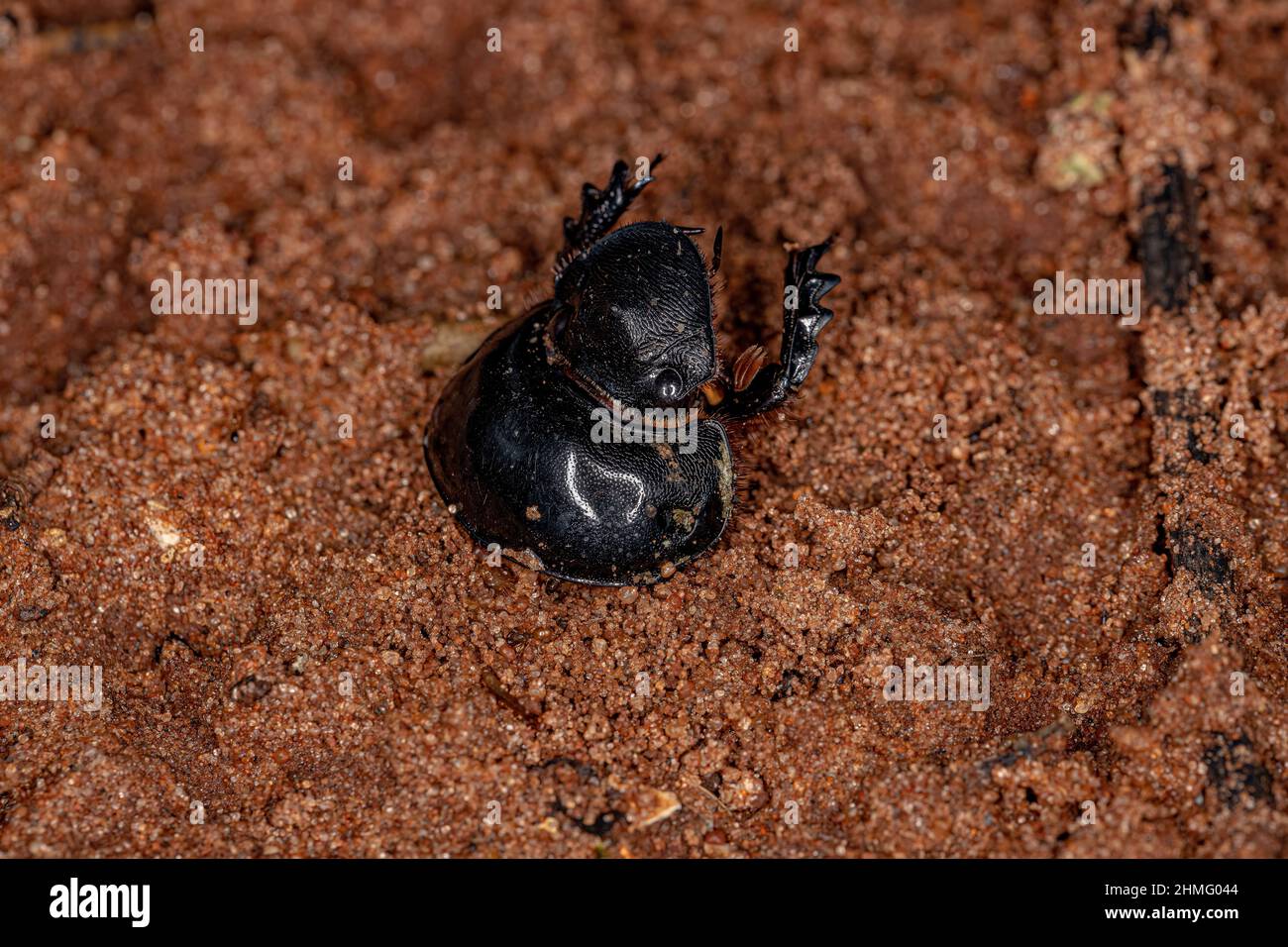 Dead Adult Small Dung Beetle Head of the Subfamily Scarabaeinae Stock Photo