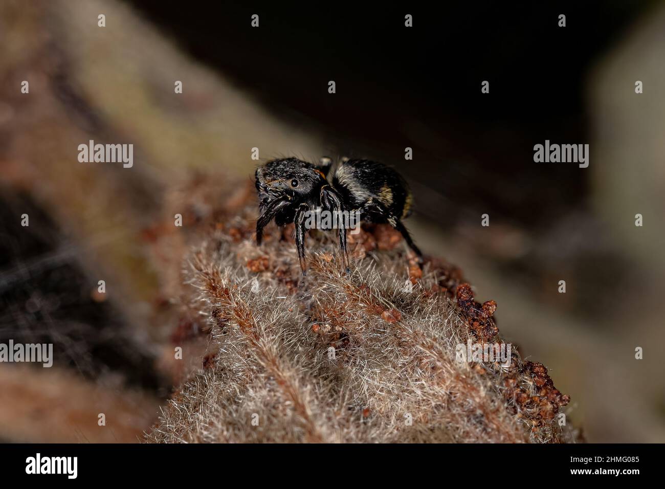 Small Black Jumping Spider of the Subfamily salticinae Stock Photo - Alamy