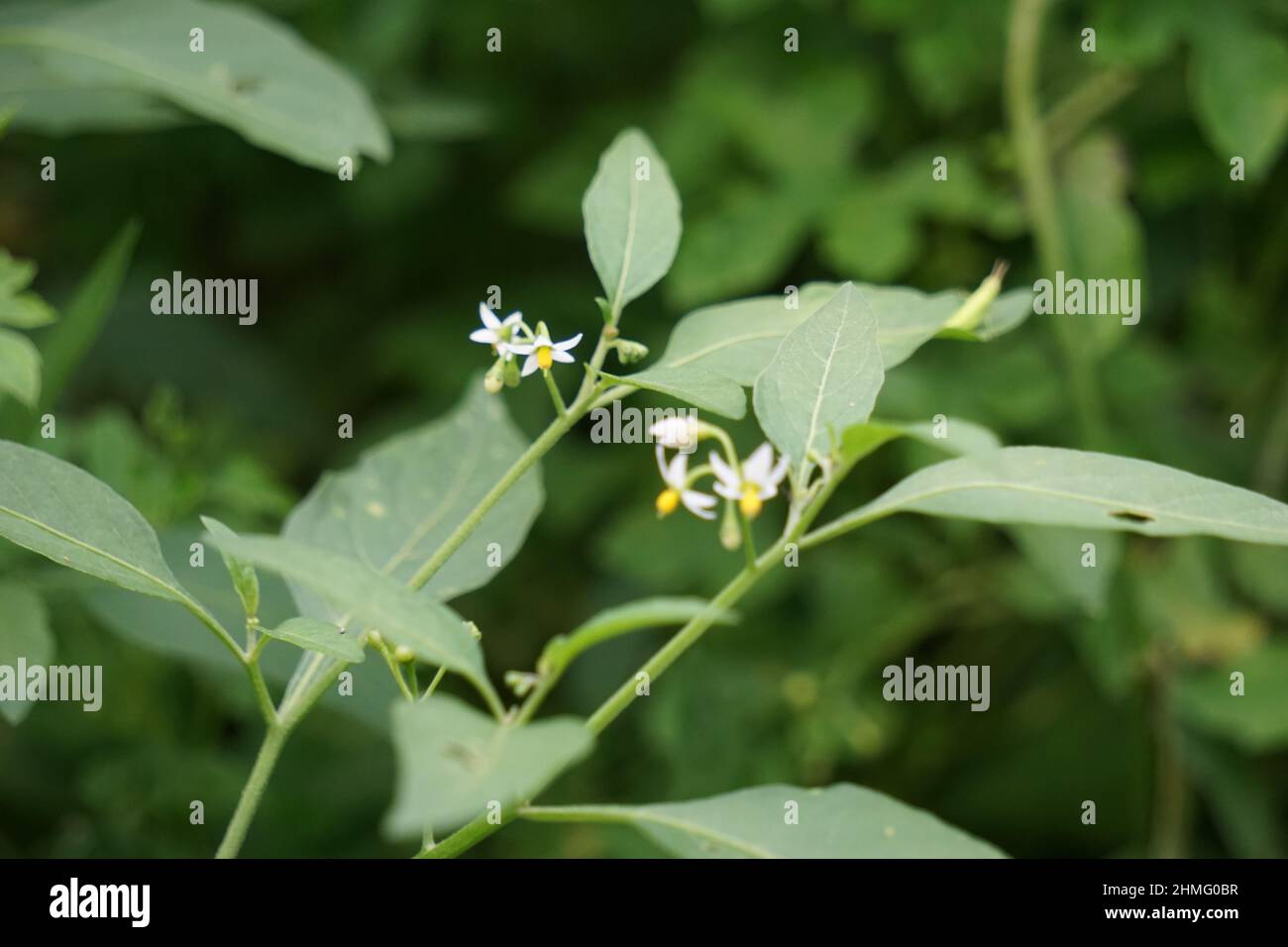 Solanum nigrum (black night shade, ranti, lenca, blackberry nightshade, European black night shade) with natural background. The plant has a history o Stock Photo