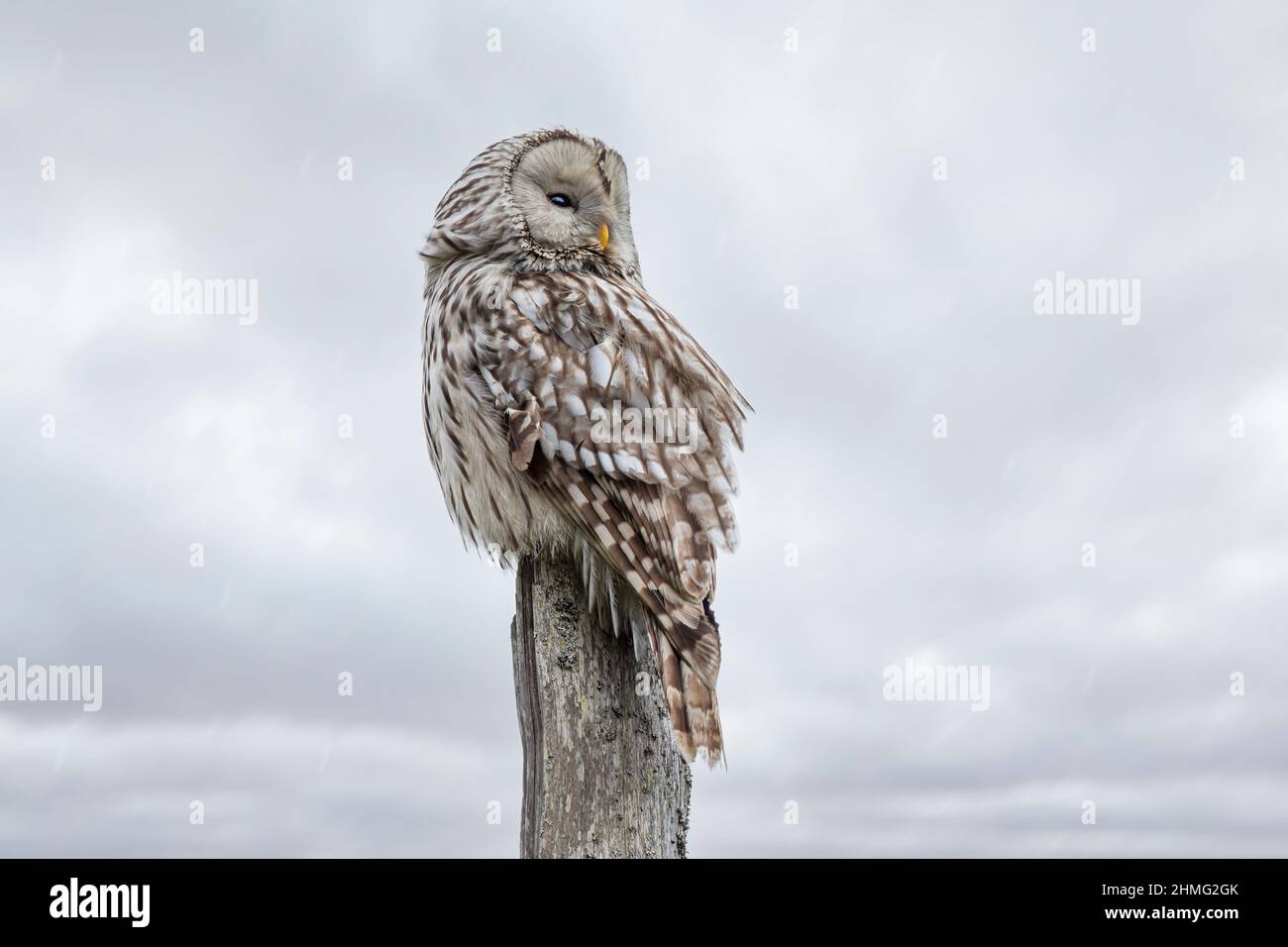 Ural owl (Strix uralensis Stock Photo Alamy