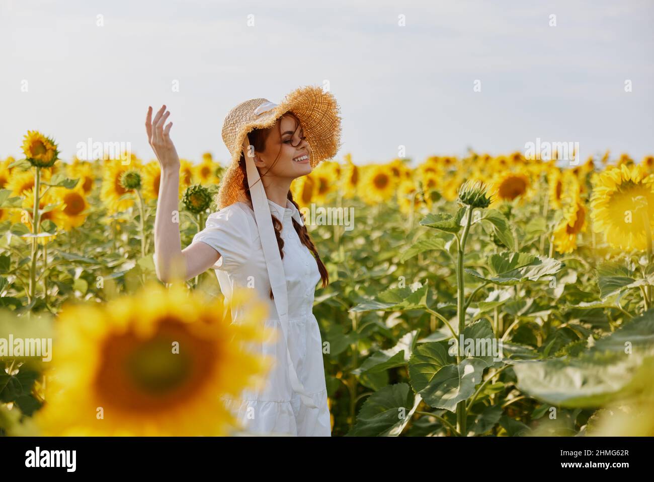 woman portrait in a straw hat in a white dress a field of sunflowers ...