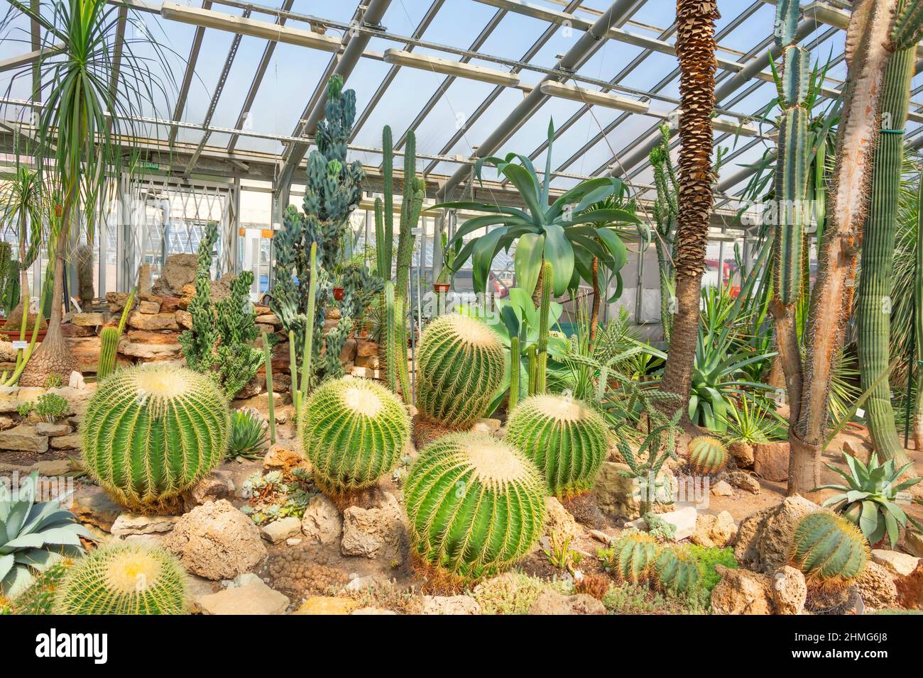 Greenhouse with large variety of cacti and succulents Stock Photo Alamy