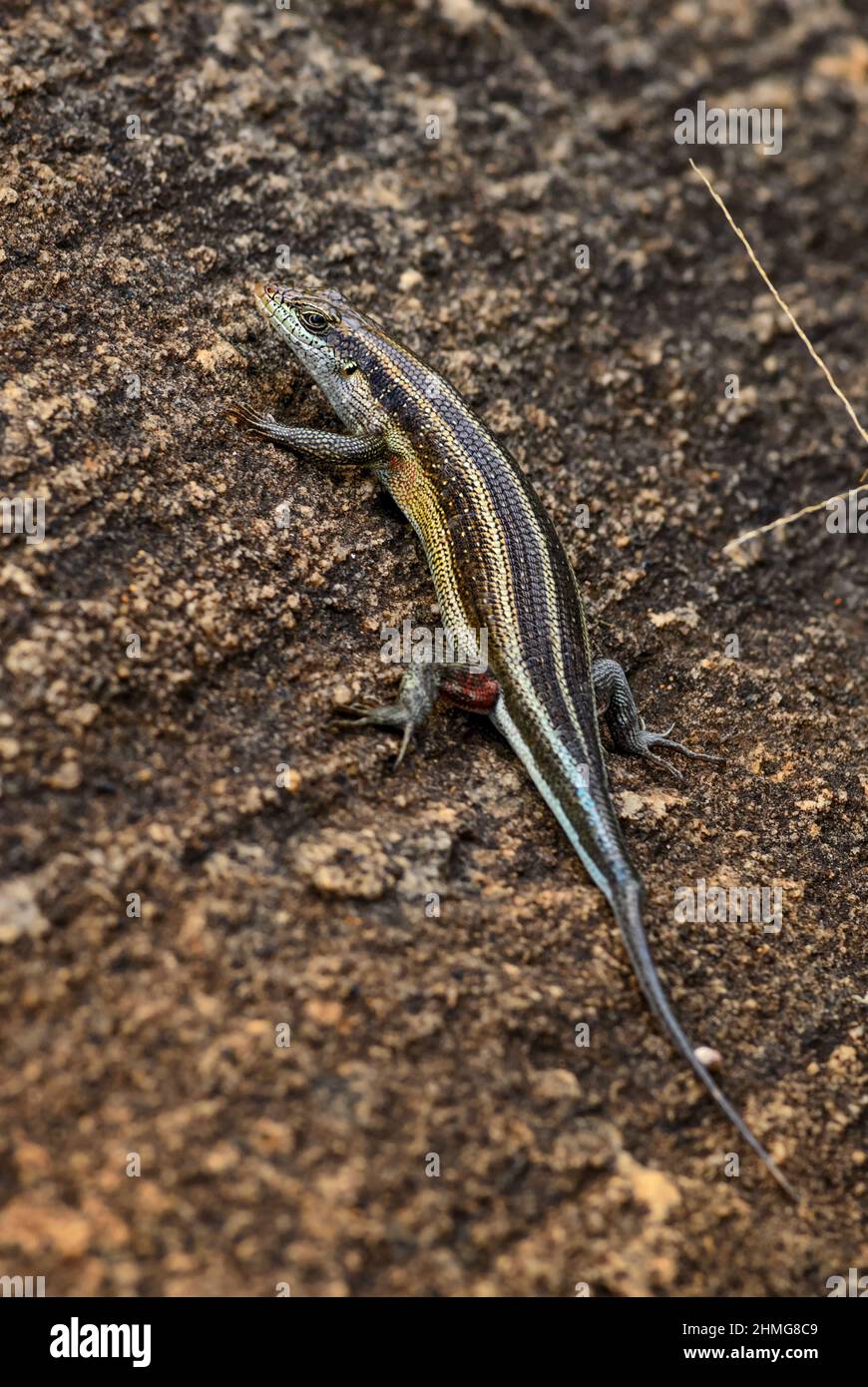 Rainbow Skink - Trachylepis quinquetaeniata, beautiful shy lizard from African bushes and woodlands, Tsavo East, Kenya. Stock Photo