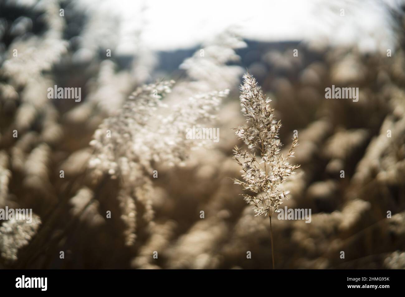 Selective focus shot of wildflowers with sunrays Stock Photo - Alamy