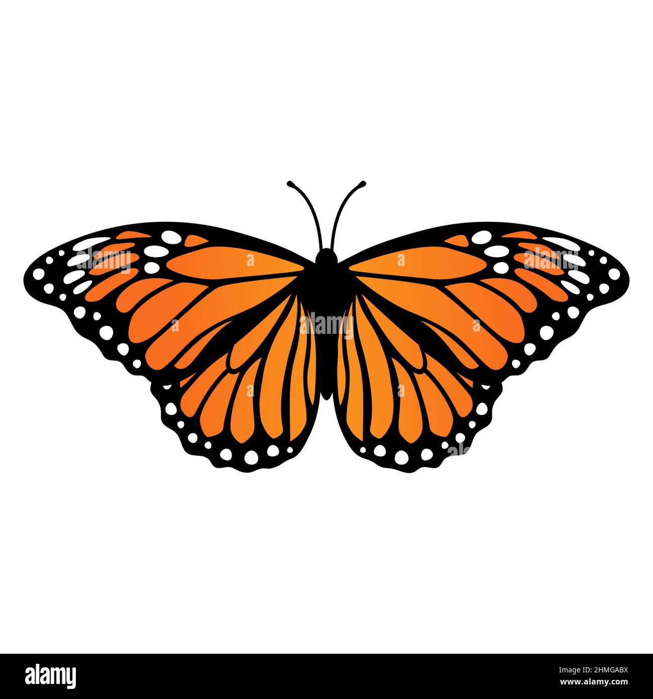 Monarch butterfly. Vector illustration isolated on white background ...