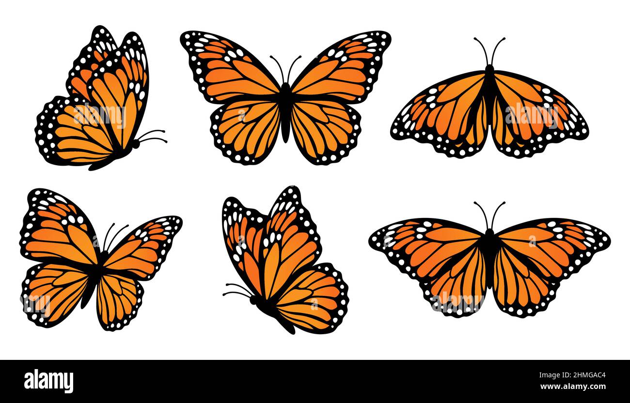 Monarch butterflies set. Vector illustration isolated on white ...