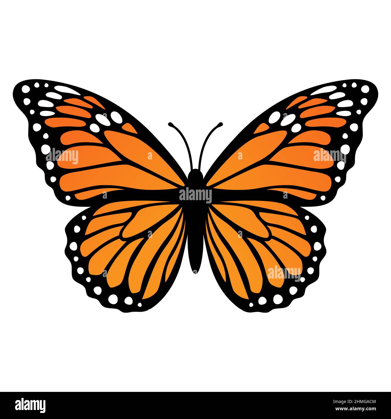 Monarch butterfly. Vector illustration isolated on white background ...