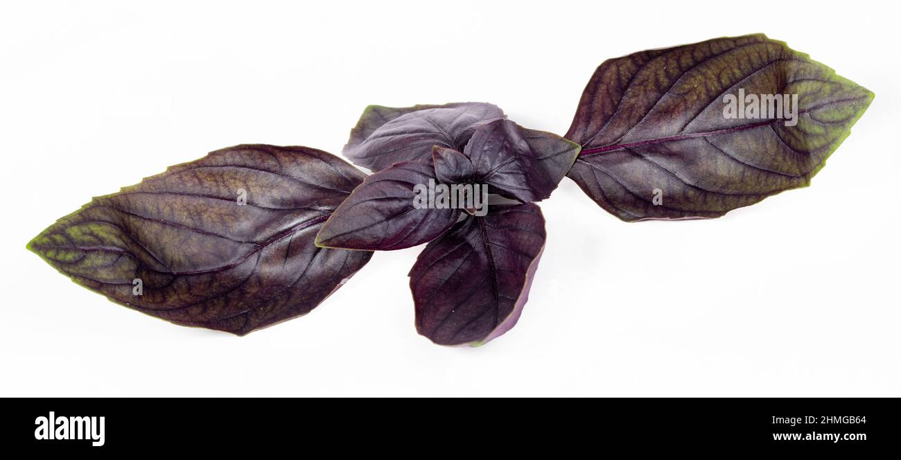 Fresh Red basil (ocimum basilicum) on white background Stock Photo Alamy