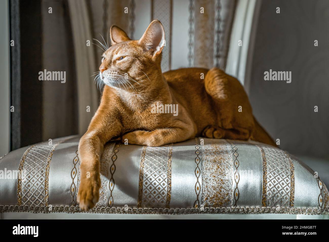 Red cat of Abyssinian breed lies on chair in important pose. Cose-up. Stock Photo