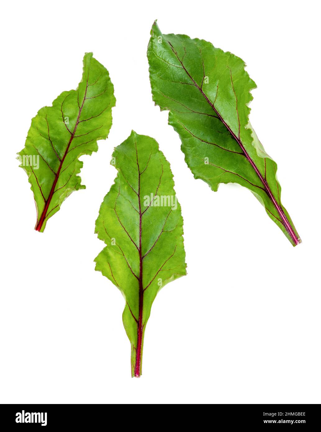 New harvest Red Veined Beet Leaves on an isolated white background Stock Photo