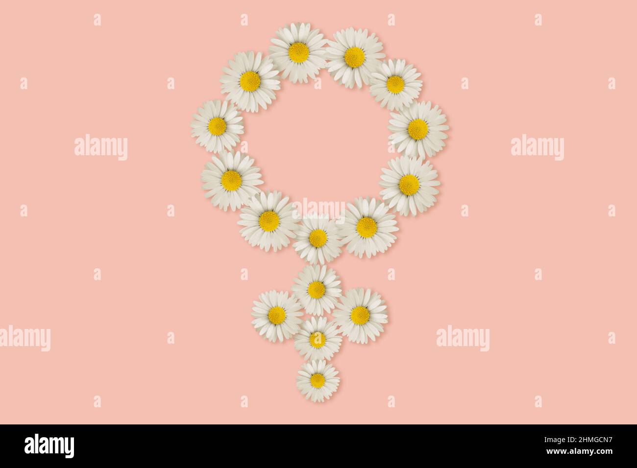 Female gender symbol made of daisy flowers on pink background Stock Photo