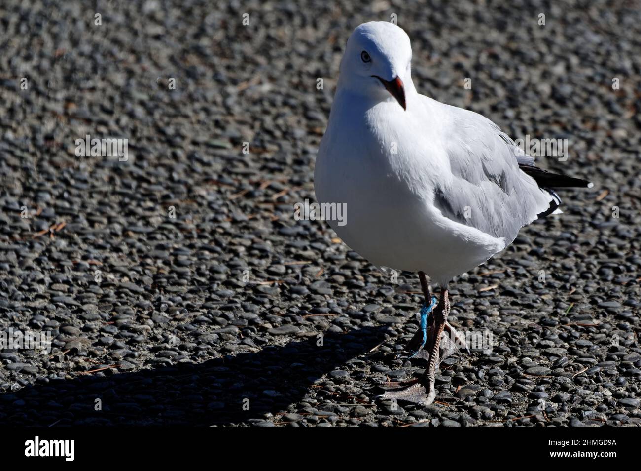 A seagull has a piece of blue plastic rubbish wrapped around its ankle. This could cause it to lose its foot if it becomes too tight or die. Stock Photo