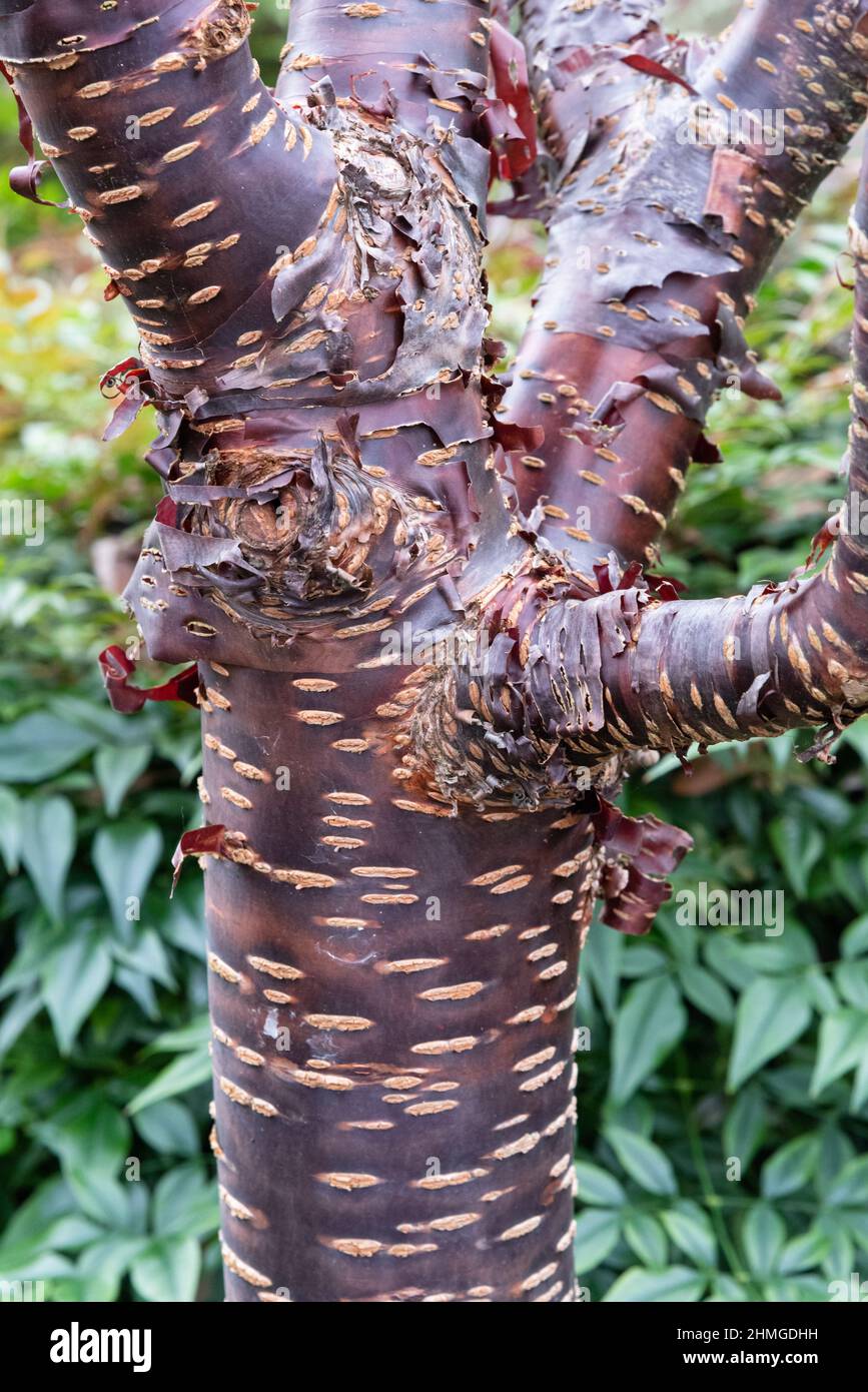 Prunus rufa hi-res stock photography and images - Alamy