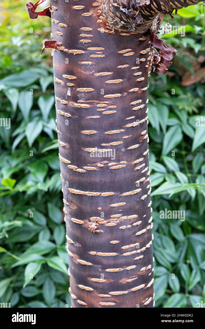 Prunus rufa hi-res stock photography and images - Alamy