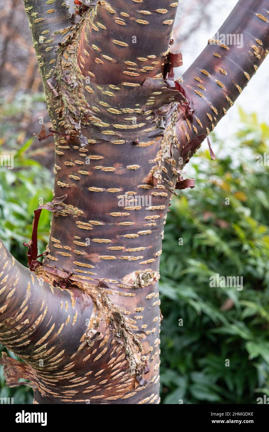 Prunus rufa hi-res stock photography and images - Alamy