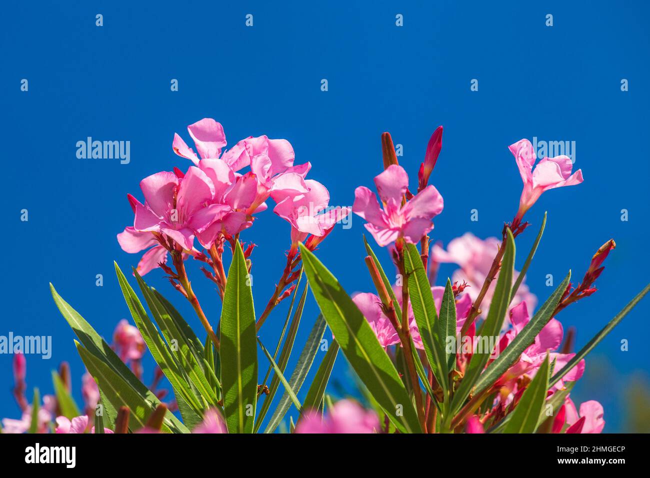 Nerium oleander flowers on a blue sky background. Stock Photo