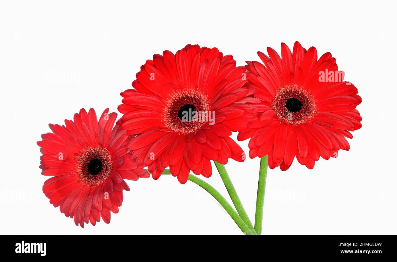 Three bright red gerbera flowers bouquet close up, isolated on white background. Elegant herbera flower heads on green stems in flaming red color of l Stock Photo